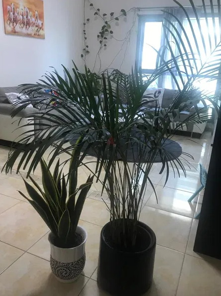 Furniture, Kitchen Appliances, TV, Almirah, chestnut,