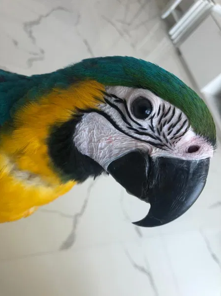 blue and gold macaw is missing in the GBR area, please call Show Phone Number